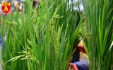Lúa trổ đòng đắt khách ở chợ hoa Hàng Lược